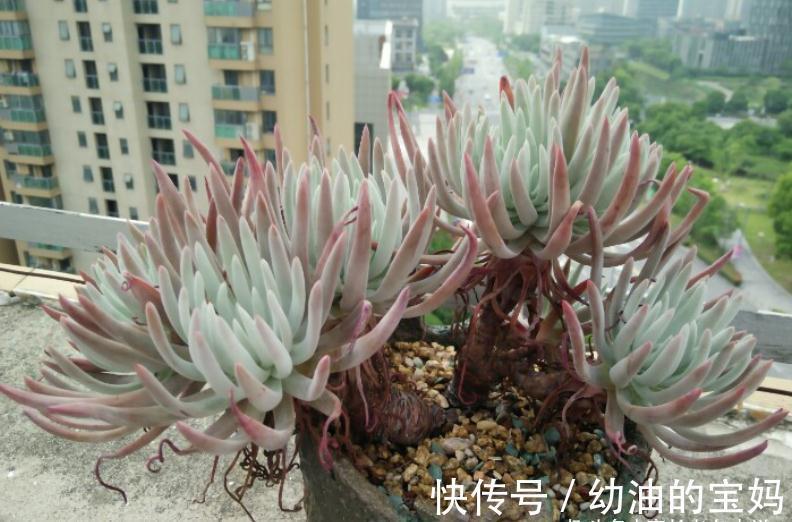 仙女杯多肉爱杜丽丝,有点冷反而适合养!选盆和配土都已帮你想好