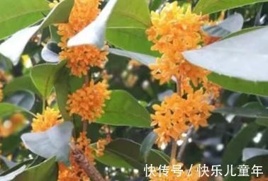 银桂|桂花品种多，金桂花最香，你会挑选吗