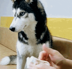 |搞笑GIF:第一次结婚没经验,岳父在上,小婿先干为敬