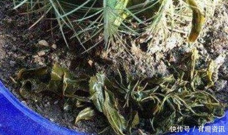 土壤|这3样“垃圾”,原来是养花“神器”,埋点在土里,蹭蹭长不停!