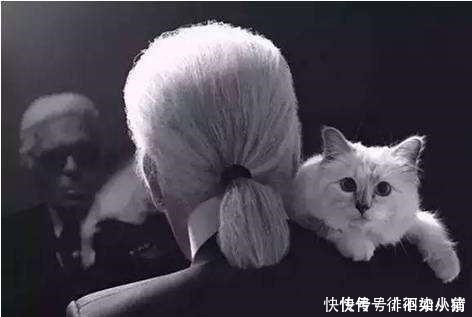 时尚界|世界上生活最奢侈的猫，当属老佛爷的最爱，富裕镇压“王可可”