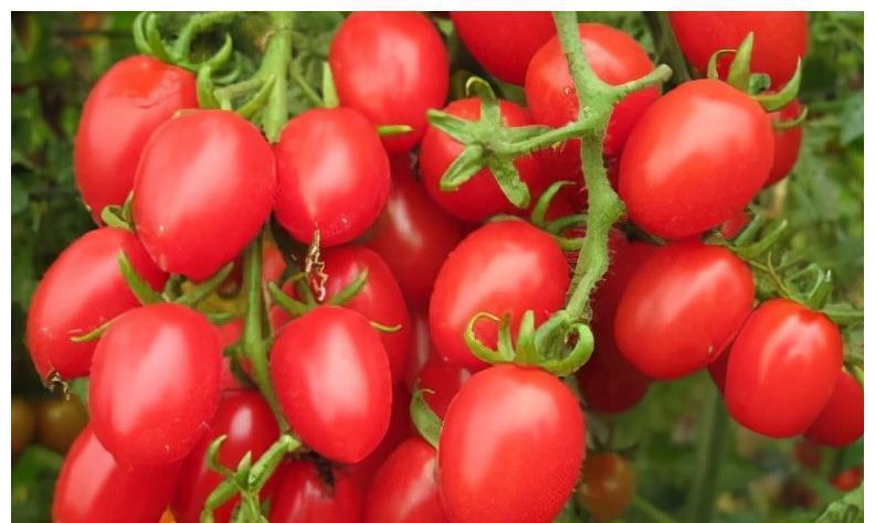 女性|吃了变好的食物,女性多吃点,润肺止咳,保护血管,吃了年轻