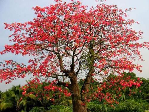  菜肴|中国古代衣料大全，古人穿在身上的“精致菜肴”