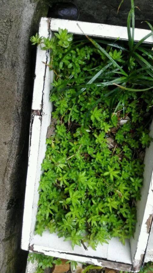 垂盆草|屋顶上的野草，人称“房神”，别再拔了，是福气！