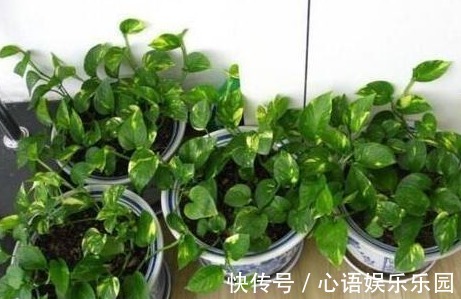 有害气体|“病毒”很烦2种花,家里养一盆,全家人都身体好,养100盆都不多