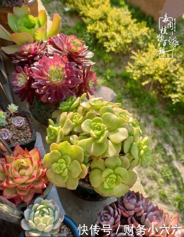揭秘：那些干净又温暖的多肉照片从哪里来？