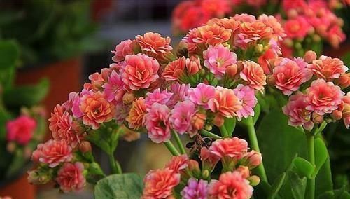 甲硝锉|3种过期药片,可不能扔了,可是养花宝贝,肥效强10倍