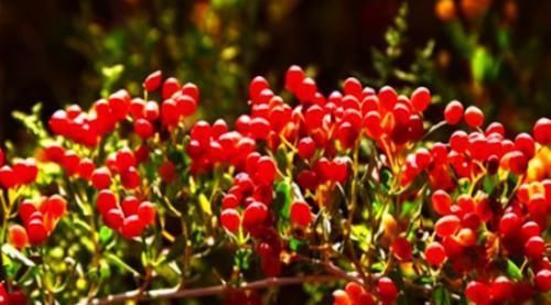 失眠|经常失眠、睡不着?3种食物睡前吃点,或许能提高你的睡眠质量