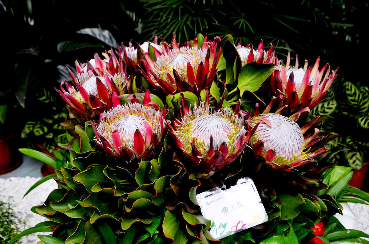 此花称为最富贵的鲜切花,绚丽的色彩,优雅的造型,号称花中之王