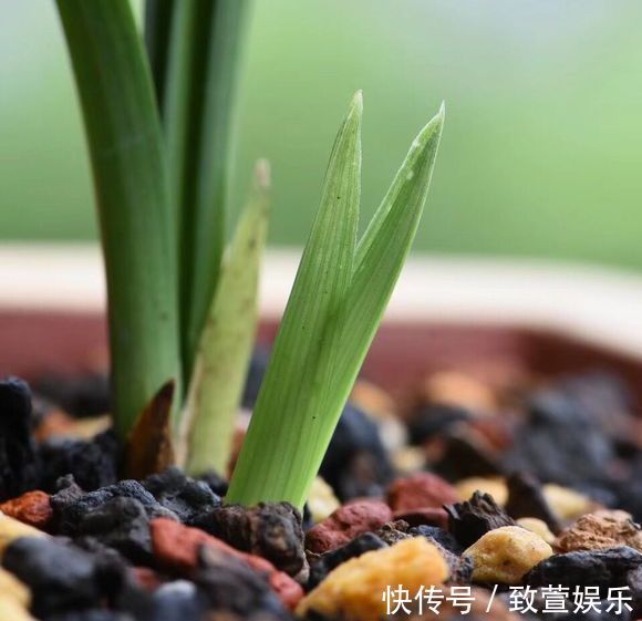 养兰花总是烂根黄叶盆底垫上常见生活垃圾,不烂根新芽冒不停