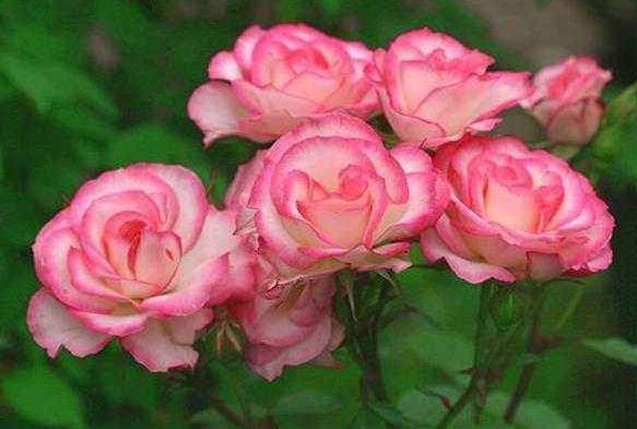 养花养个花期长的，养在家里繁花似锦，清新脱俗，对待新手很友好