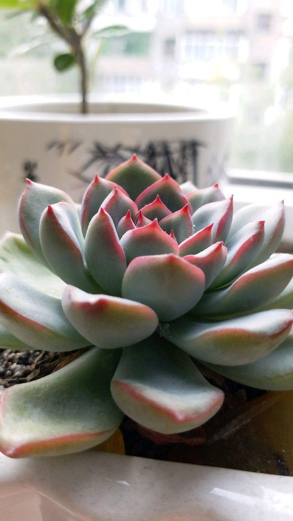 多肉一化水就死，邻居奶奶这样处理，才第三天叶子就翠绿了