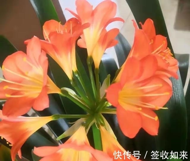 发黄|20种花卉的20个常见问题,养花人必看
