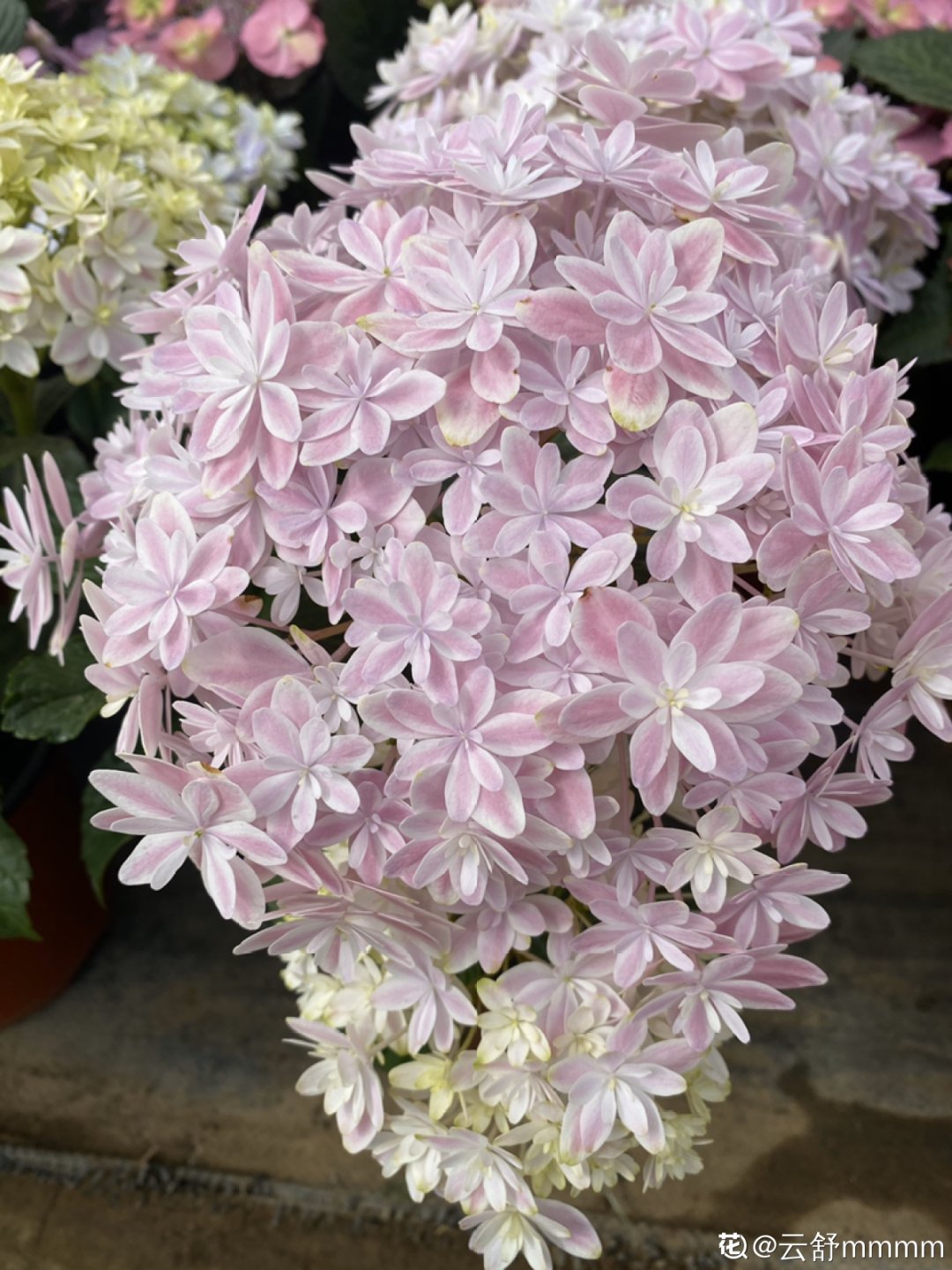 花手鞠|夏天扦插最好活，剪个枝条插土里，10天就生根