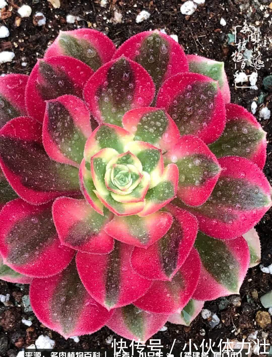 多肉,似星辰大海般的璀璨!