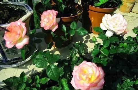 老公不顾反对买二楼的房子,完工后多出一个小花园,邻居都羡慕