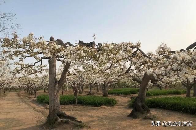 博野|保定旅发早知道:博野可以多浪漫?请屏住呼吸，准备好美到窒息