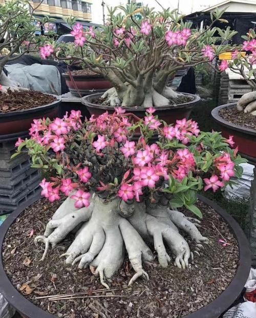 最适合懒人养的5种花,省心又好养,偶尔浇浇水就可以活