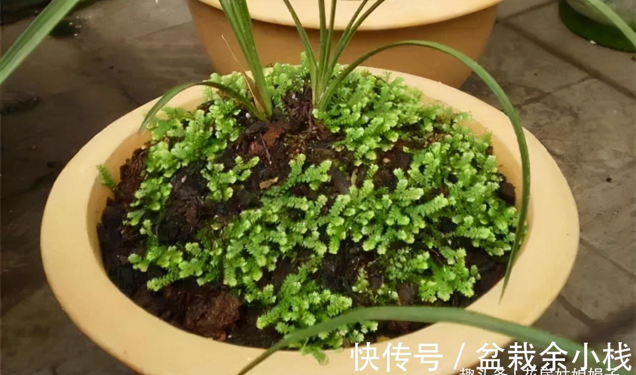 这种草是蕨类植物，能给兰花铺面，好看好养益处多，比苔藓还好用