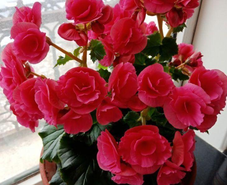 5种“洋气”花,趁着“天冷”快扦插,生根快,开花早,真省钱