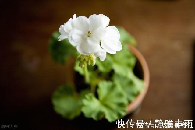 天竺葵|她家只养一种花，一年四季有花赏，原因是做好了四件事