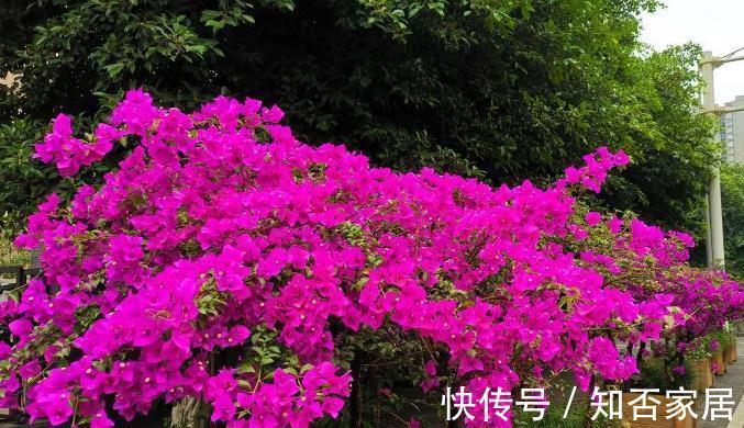 知晓|家里光照不足,四种花很难开花,养护要知晓