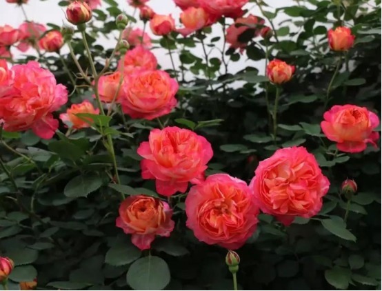 你是养花杀手学习简单四个小技巧,让你的花枝繁叶茂