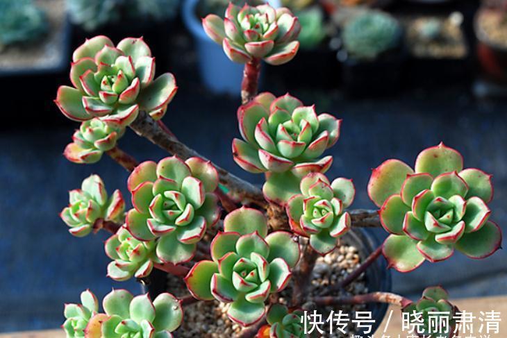 多肉蜡牡丹和红化妆，一个长得美却容易生病，一个好养但样貌差点