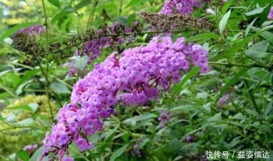 此野草能醉鱼,山上很多,已经被“禁用”,建议收藏
