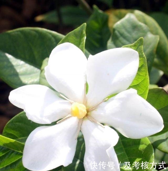 老黄叶|栀子花老黄叶、不开花?让你的花年年爆盆,花开百朵!