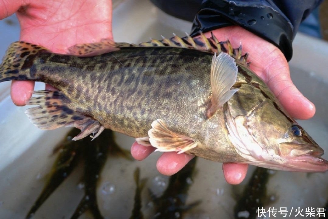 广西|广西野生鳜鱼泛滥?有钓友两小时钓了一桶,有人羡慕也有人恼怒