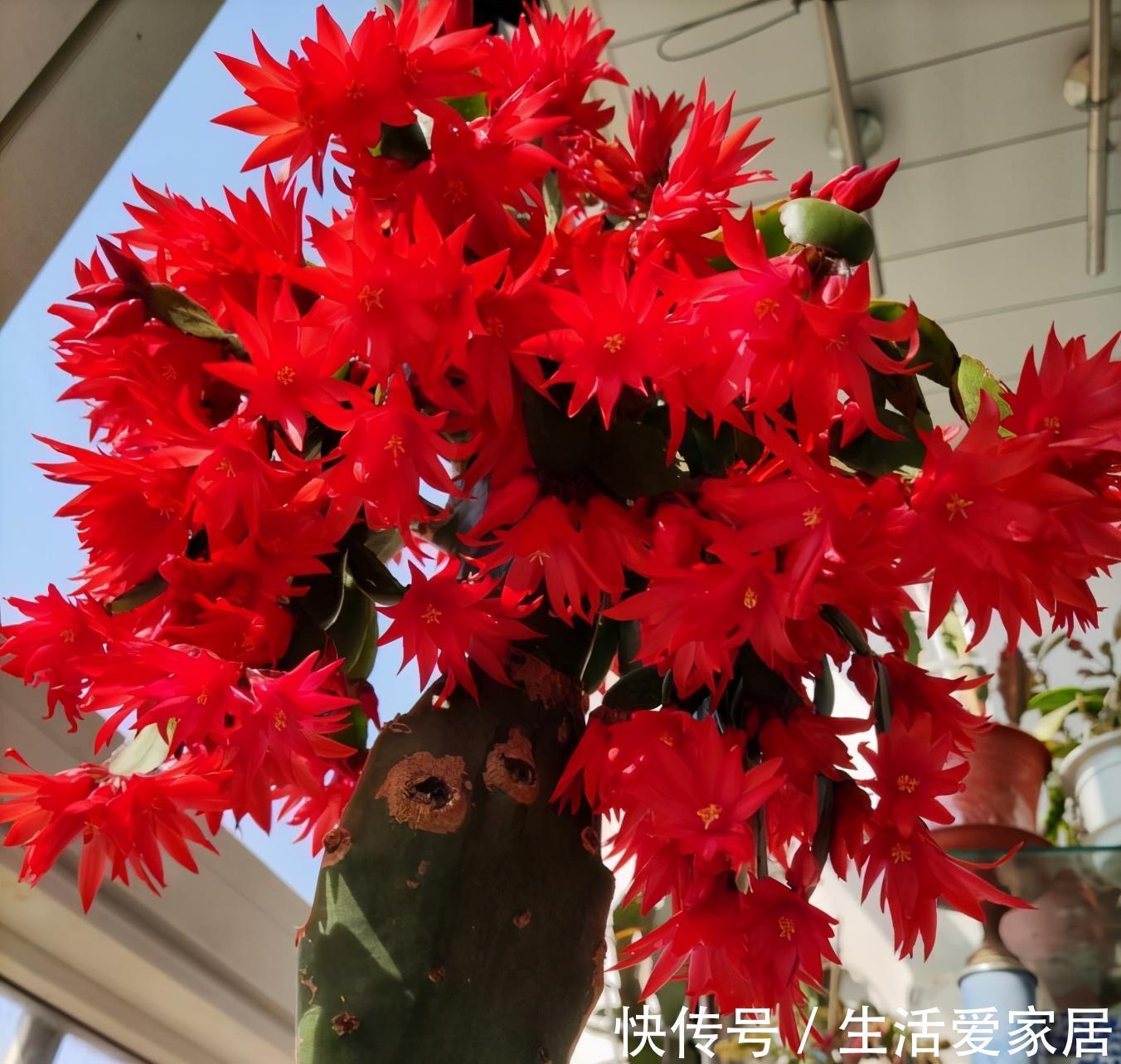 花卉|4种喜光花卉,越是多晒太阳,越是花繁叶茂,鲜艳貌美