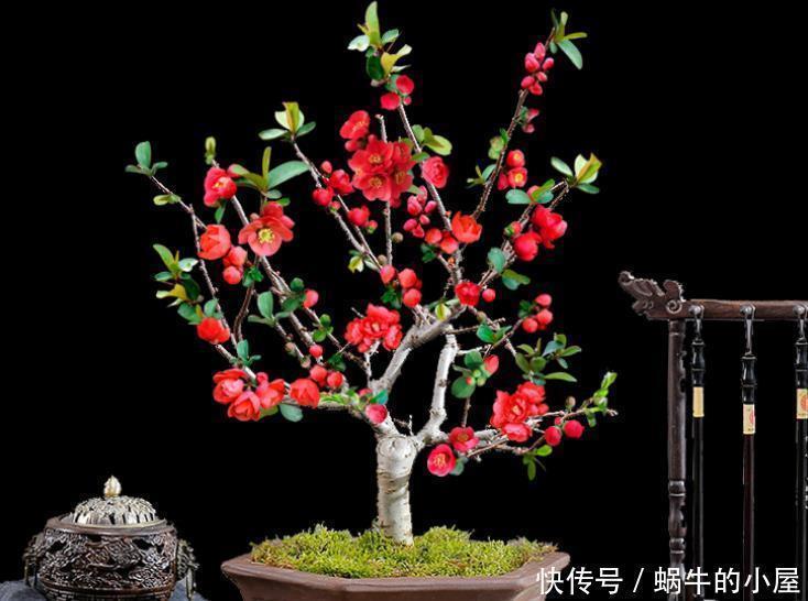 花友|此花,被誉为花卉界的“红宝石”,太美了,给大家看看