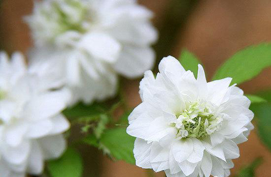 此花是最后的美丽,洁白的花朵看上去还很神圣,却是感情的终结