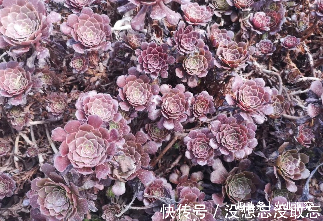 多肉植物|农村80后姑娘舍弃万元月薪,回老家大棚种这东西,没想到还很赚钱