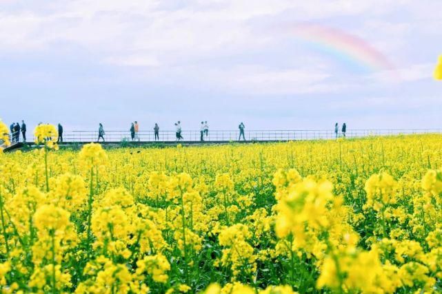 春天最美的情话——我在古城油菜花海里等你