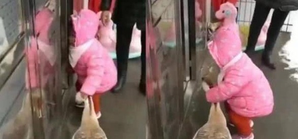 小鹿|4岁女儿被送到农村奶奶家,活捉大鹅太彪悍,小公主秒变“村霸”