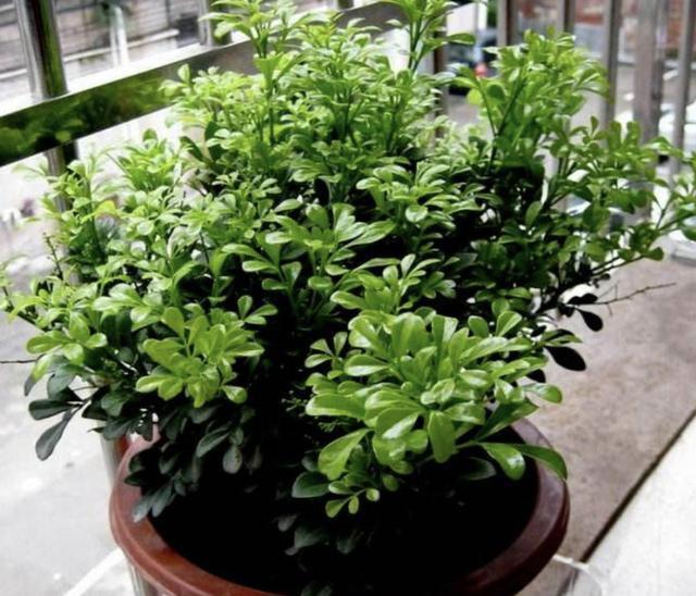 米兰花|漂亮也好养的“4种花”,枝条能剪下来“扦插”,1年后开花多!