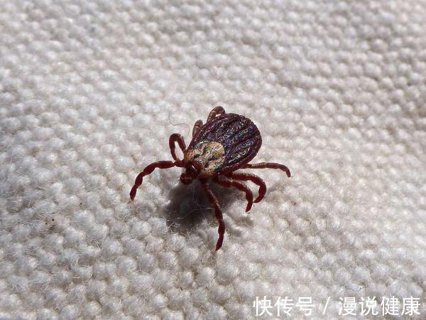 味道|三月不晒被,十万螨虫陪你睡:晒过的味道,真是螨虫尸体的味道?