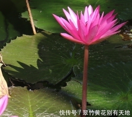 这三种垃圾千万不要扔,用来养花有大作用,养啥都能蹭蹭长不停