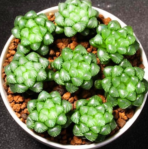 夏日炎炎,玉露就得“这么养”,能让叶子肉嘟嘟,更有养花体验