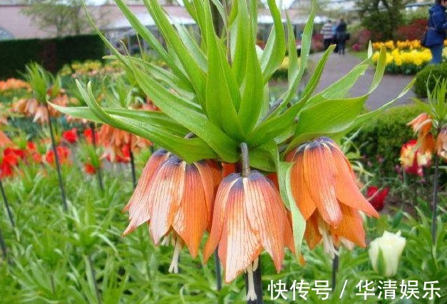 花卉|养花养个奇特的,开花很像是皇冠,养护的方法难度很小的