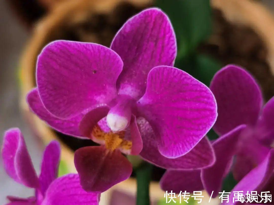 公认难养的20种花,养一盆死一盆,下次还敢买