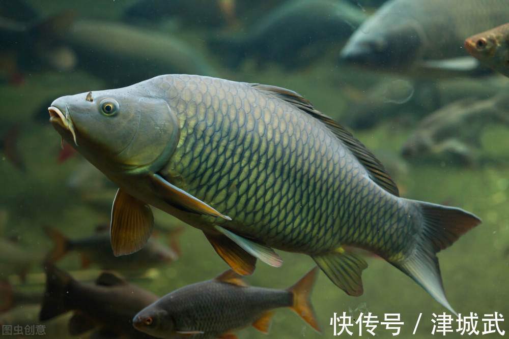 饺子皮|冬季5种鱼最肥美，肉质肥厚营养高，常吃健脑记性好，孩子要多吃