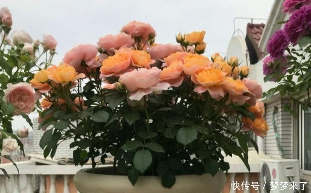 土壤|月季养在室内,就是“药罐子”,只要提前做1步,防虫又防烂根!