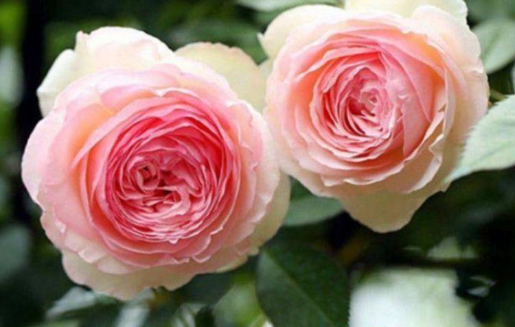 几款花卉养在家里,挤满整个阳台,冬天一样开得很美