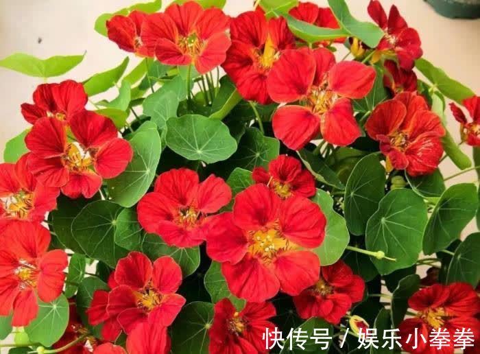 开春种下几种花,养俩月就能开爆花,轻松开出花海