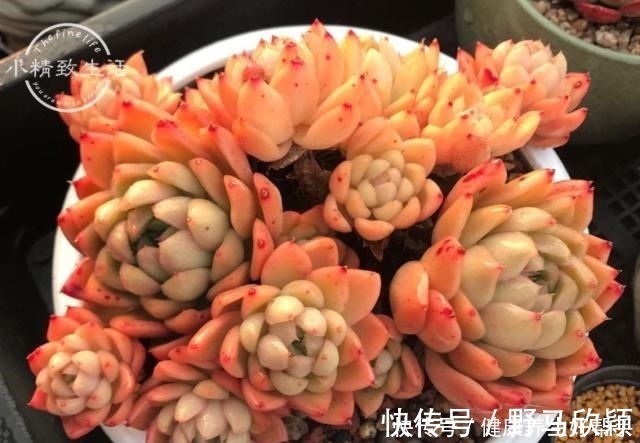 板结|多肉植物遇到这8种情况,需要翻盆换土,最后一种考验养功!