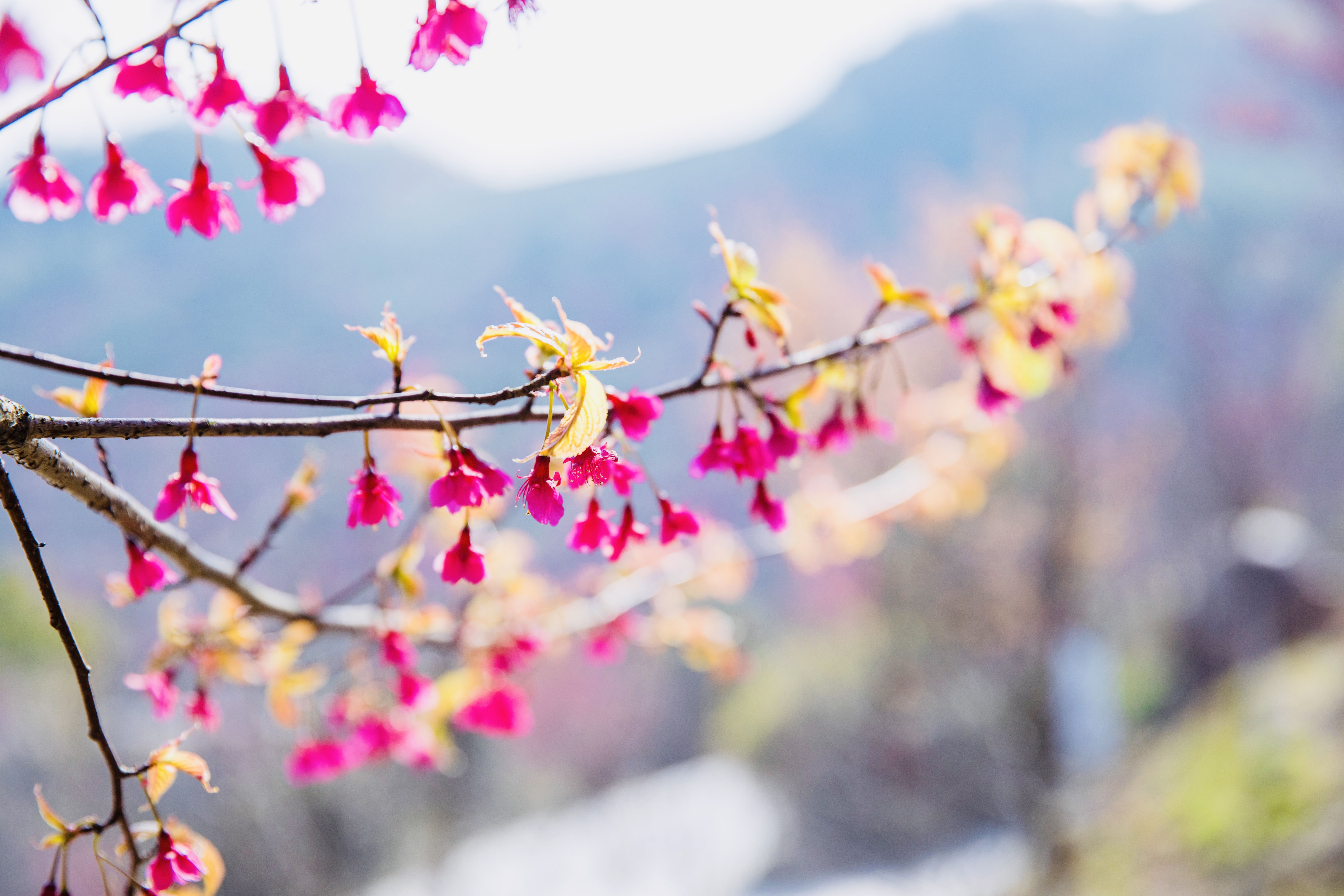 春来樱花烂漫时