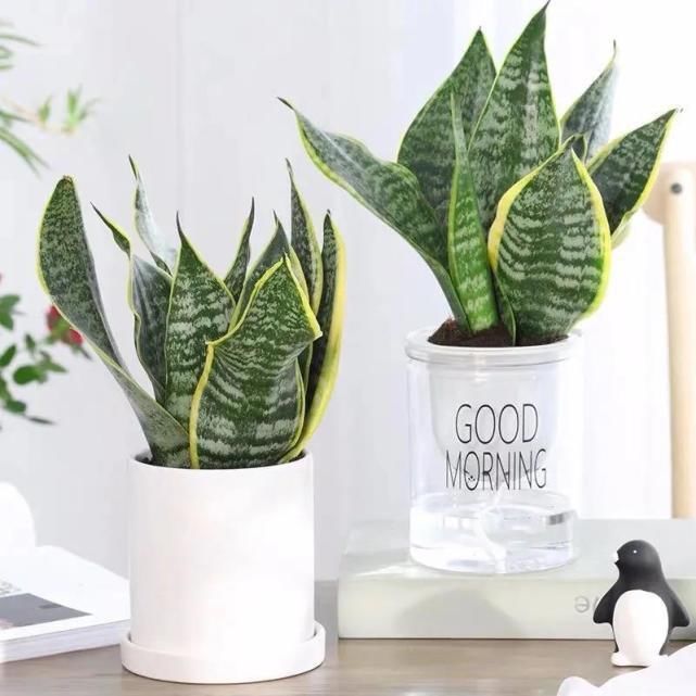 卧室养花好睡眠,这3种花是最佳选择,厚实的大绿叶最能净化空气